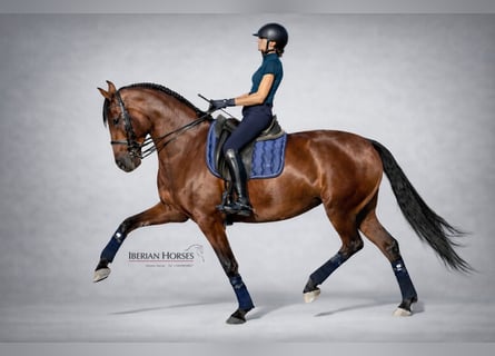 PRE Mix, Merrie, 10 Jaar, 171 cm, Bruin