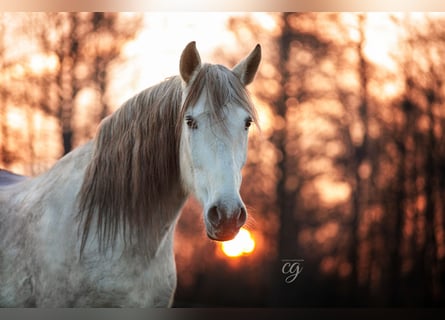 PRE, Merrie, 12 Jaar, 160 cm, Schimmel