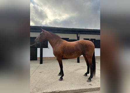 PRE, Merrie, 12 Jaar, 165 cm, Bruin