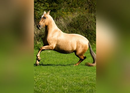PRE Mix, Merrie, 12 Jaar, 165 cm, Palomino