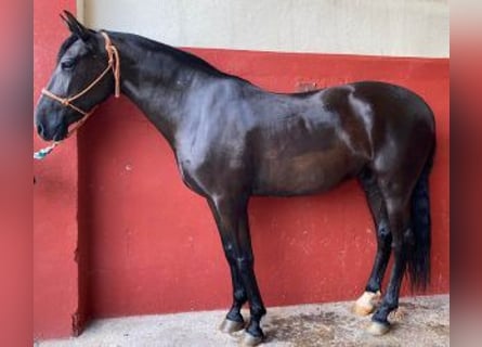 PRE Mix, Merrie, 12 Jaar, 165 cm, Zwart