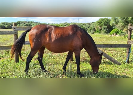 PRE, Merrie, 12 Jaar, Bruin