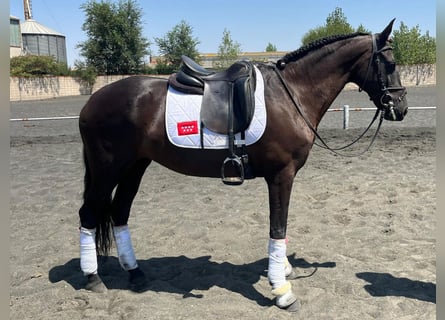 PRE Mix, Merrie, 13 Jaar, 161 cm, Zwart