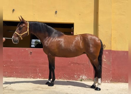 PRE Mix, Merrie, 13 Jaar, 165 cm, Bruin