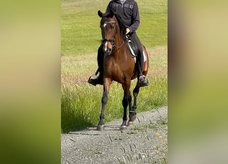 PRE Mix, Merrie, 14 Jaar, 155 cm, Bruin