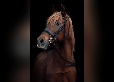 PRE, Merrie, 15 Jaar, 158 cm, Vos