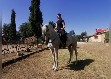 PRE Mix, Merrie, 16 Jaar, 152 cm, Schimmel