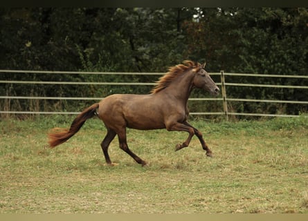 PRE Mix, Merrie, 16 Jaar, 155 cm, Zwart