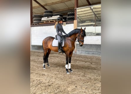 PRE, Merrie, 17 Jaar, 162 cm, Bruin