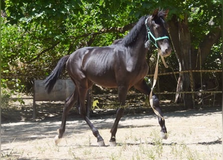 PRE, Merrie, 1 Jaar, 137 cm, Zwart