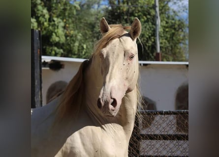 PRE Mix, Merrie, 1 Jaar, 151 cm, Falbe