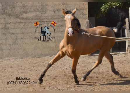 PRE, Merrie, 1 Jaar, 154 cm, Falbe