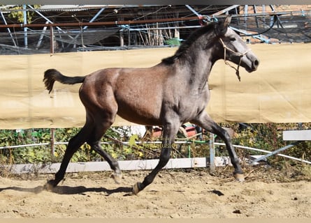 PRE, Merrie, 1 Jaar, 155 cm, Schimmel
