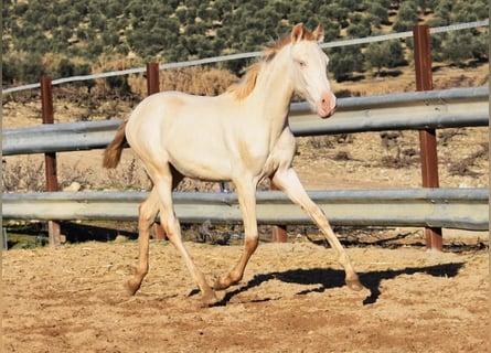 PRE, Merrie, 1 Jaar, 160 cm, Perlino