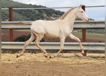 PRE, Merrie, 1 Jaar, 162 cm, Perlino