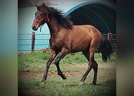 PRE, Merrie, 1 Jaar, 163 cm, Bruin