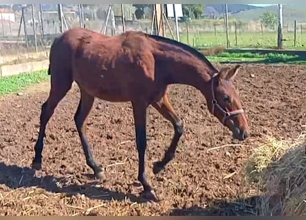 PRE Mix, Merrie, 1 Jaar, 165 cm, Roodbruin