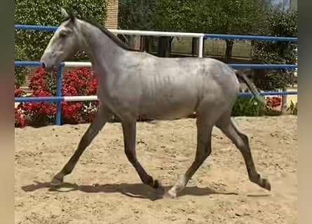 PRE, Merrie, 1 Jaar, 165 cm, Schimmel