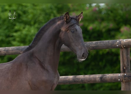 PRE Mix, Merrie, 1 Jaar, 166 cm, Zwart