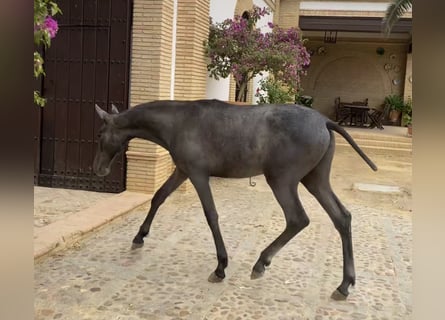 PRE, Merrie, 1 Jaar, 167 cm, Schimmel