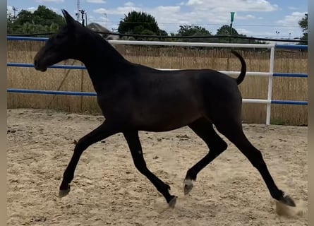 PRE, Merrie, 1 Jaar, 167 cm, Schimmel