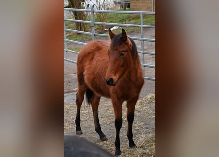 PRE, Merrie, 1 Jaar, Bruin