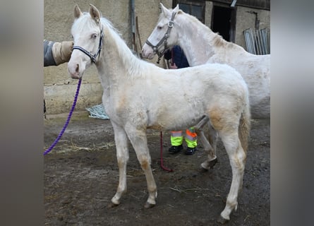 PRE Mix, Merrie, 1 Jaar, Cremello