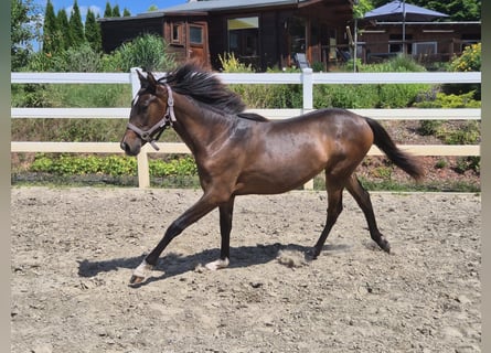 PRE, Merrie, 1 Jaar, Donkerbruin