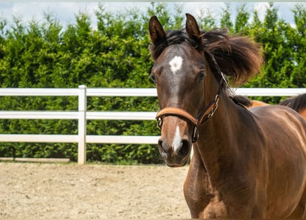 PRE, Merrie, 1 Jaar, Donkerbruin