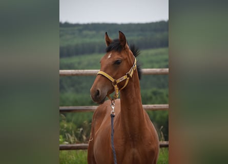 PRE Mix, Merrie, 1 Jaar, Pearl