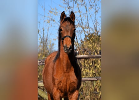 PRE, Merrie, 1 Jaar, Pearl
