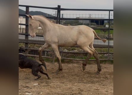 PRE, Merrie, 1 Jaar, Perlino
