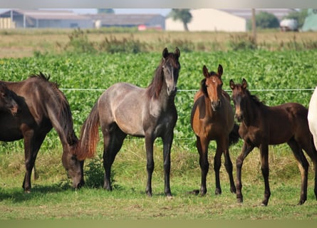 PRE, Merrie, 1 Jaar, Schimmel