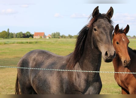 PRE, Merrie, 1 Jaar, Schimmel