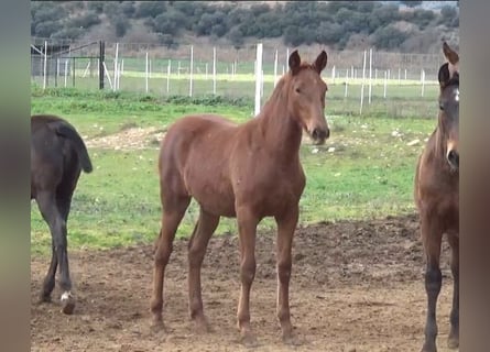 PRE Mix, Merrie, 1 Jaar, Vos