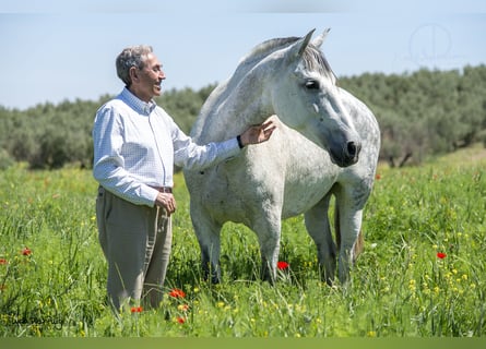 PRE Mix, Merrie, 20 Jaar, 161 cm, Vliegenschimmel