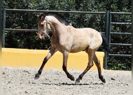 PRE, Merrie, 2 Jaar, 135 cm, Falbe