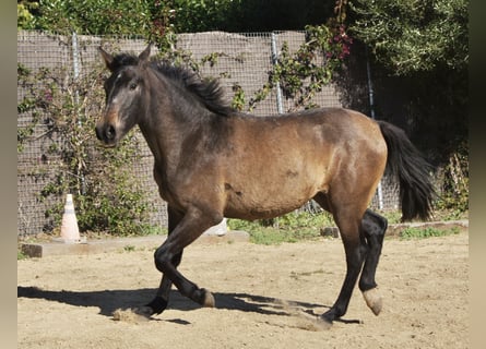 PRE, Merrie, 2 Jaar, 154 cm, Schimmel