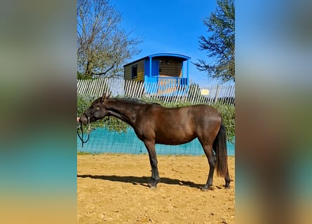 PRE Mix, Merrie, 2 Jaar, 154 cm, Zwart