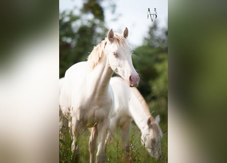 PRE, Merrie, 2 Jaar, 155 cm, Cremello