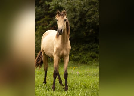 PRE Mix, Merrie, 2 Jaar, 160 cm, Buckskin