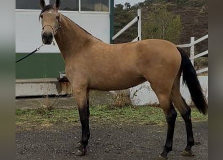 PRE Mix, Merrie, 2 Jaar, 160 cm, Roodbruin