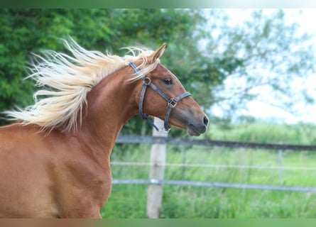 PRE, Merrie, 2 Jaar, 160 cm, Vos