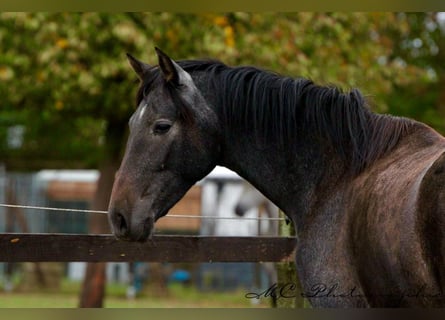 PRE, Merrie, 2 Jaar, 160 cm, Zwartschimmel