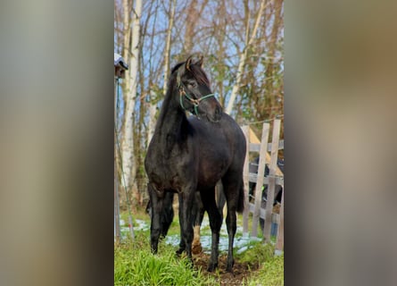 PRE, Merrie, 2 Jaar, 160 cm, Zwartschimmel