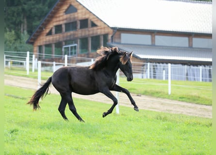 PRE, Merrie, 2 Jaar, 165 cm, Zwart