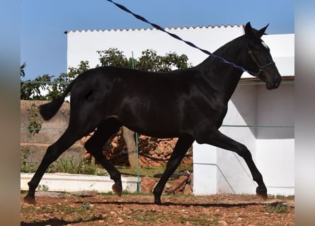 PRE, Merrie, 2 Jaar, 165 cm, Zwart