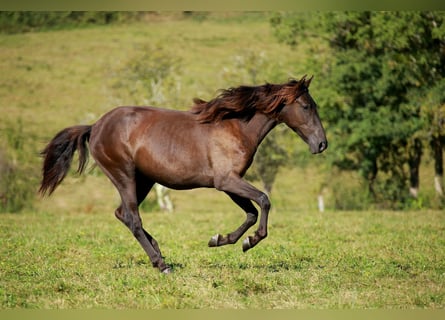PRE Mix, Merrie, 3 Jaar, 148 cm, Zwart