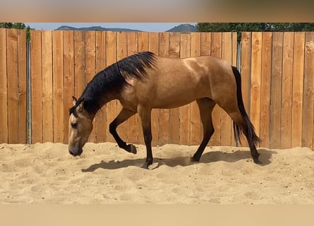 PRE Mix, Merrie, 3 Jaar, 153 cm, Buckskin