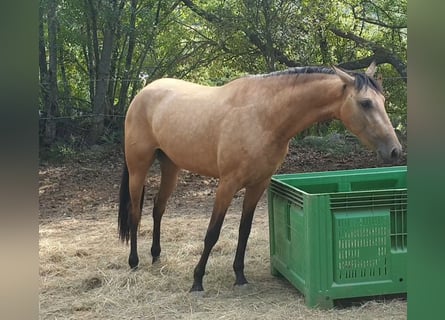PRE Mix, Merrie, 3 Jaar, 154 cm, Buckskin